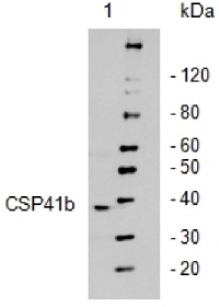 CSP41b | ribosome associated endonuclease (CRB) in the group Antibodies Plant/Algal / DNA/RNA/Cell Cycle / Translation at Agrisera AB (Antibodies for research) (AS08 298)